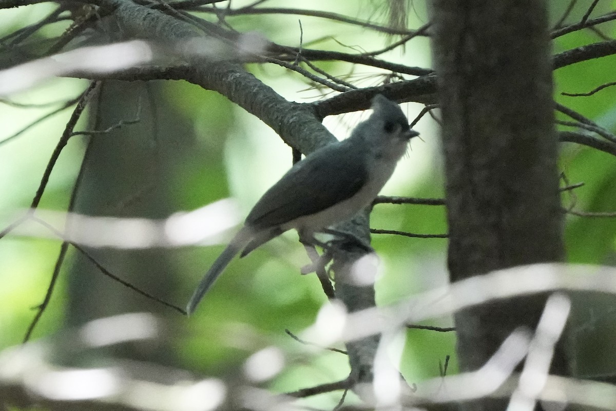 Mésange bicolore - ML640620960