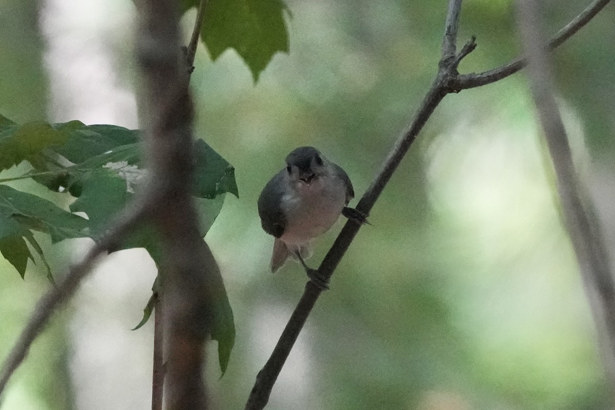 Mésange bicolore - ML640620961