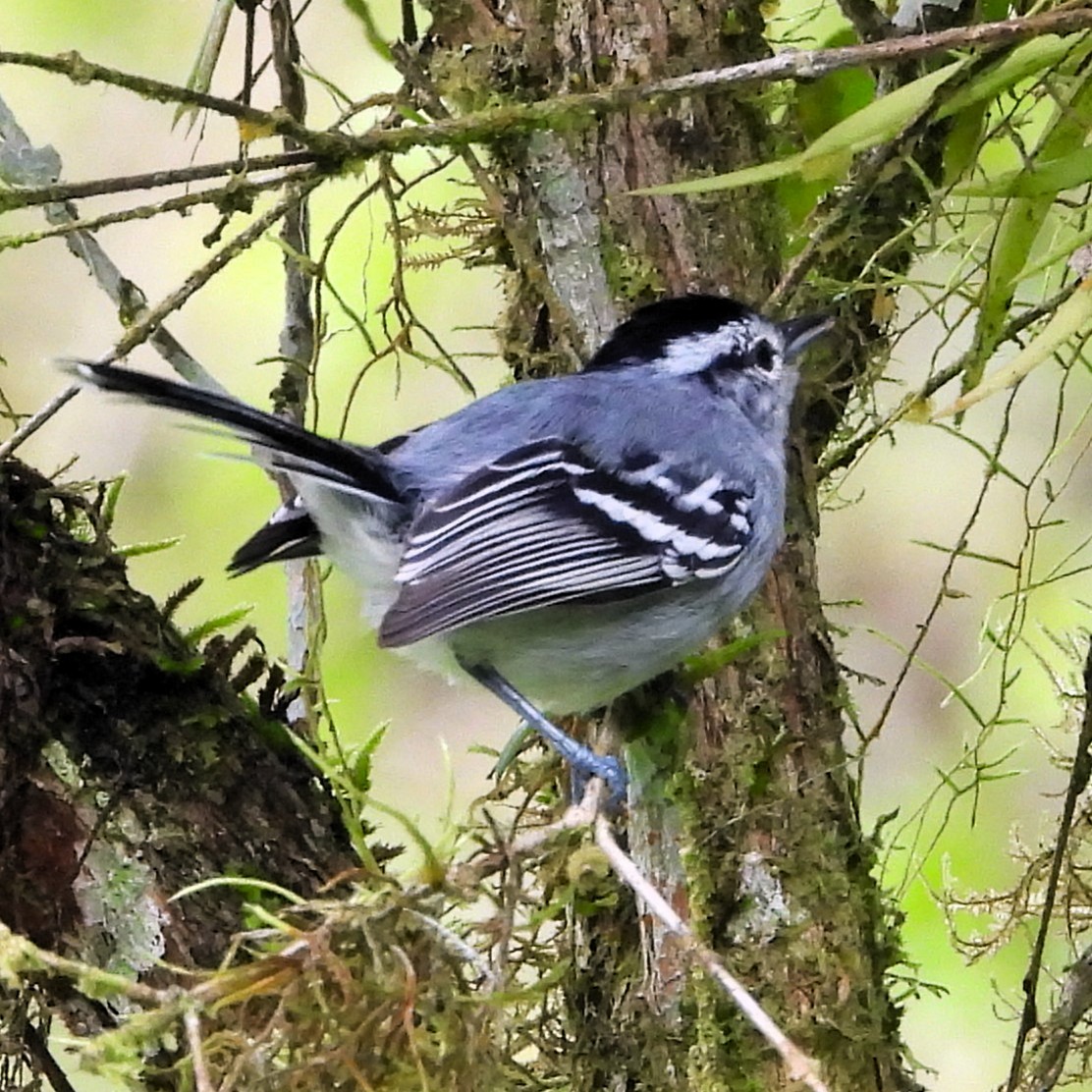 Black-capped Antwren - ML640620976