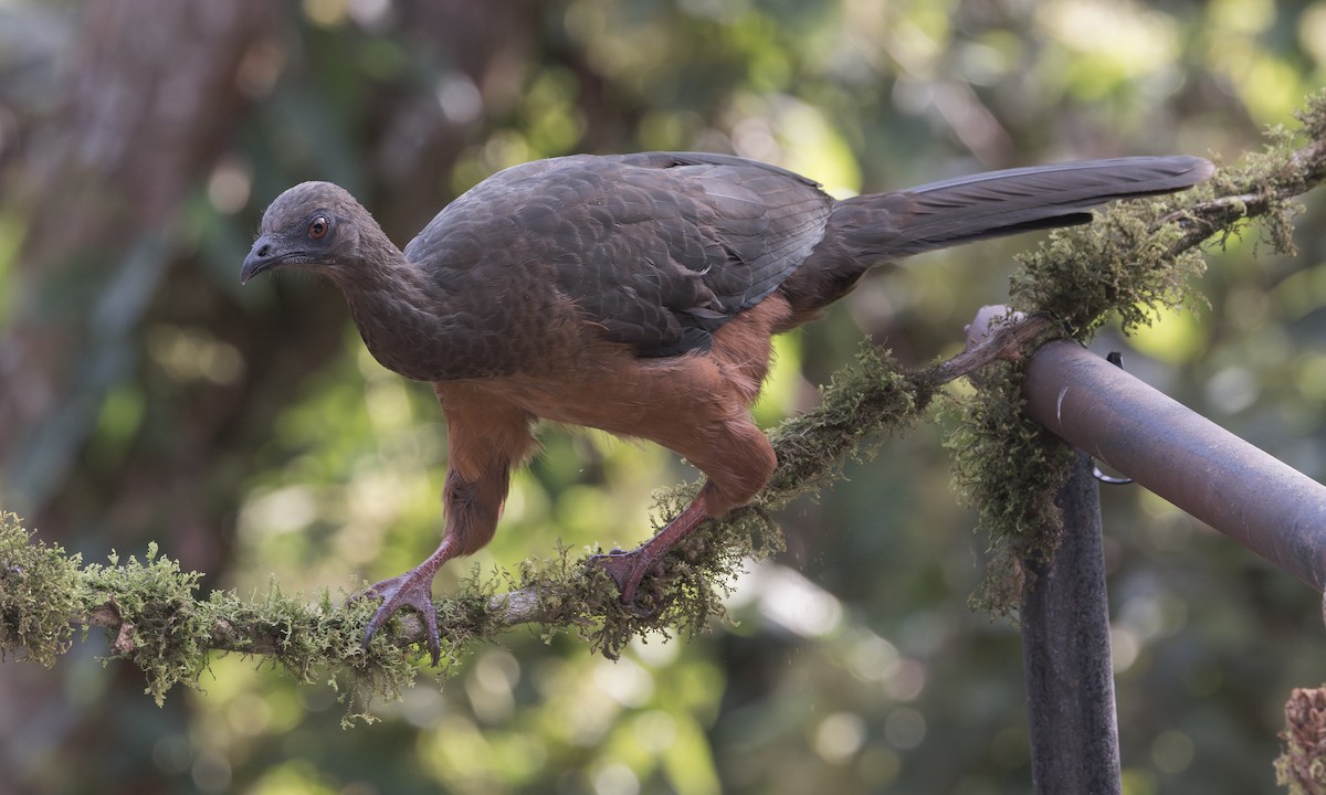 カマバネシャクケイ - ML640620986