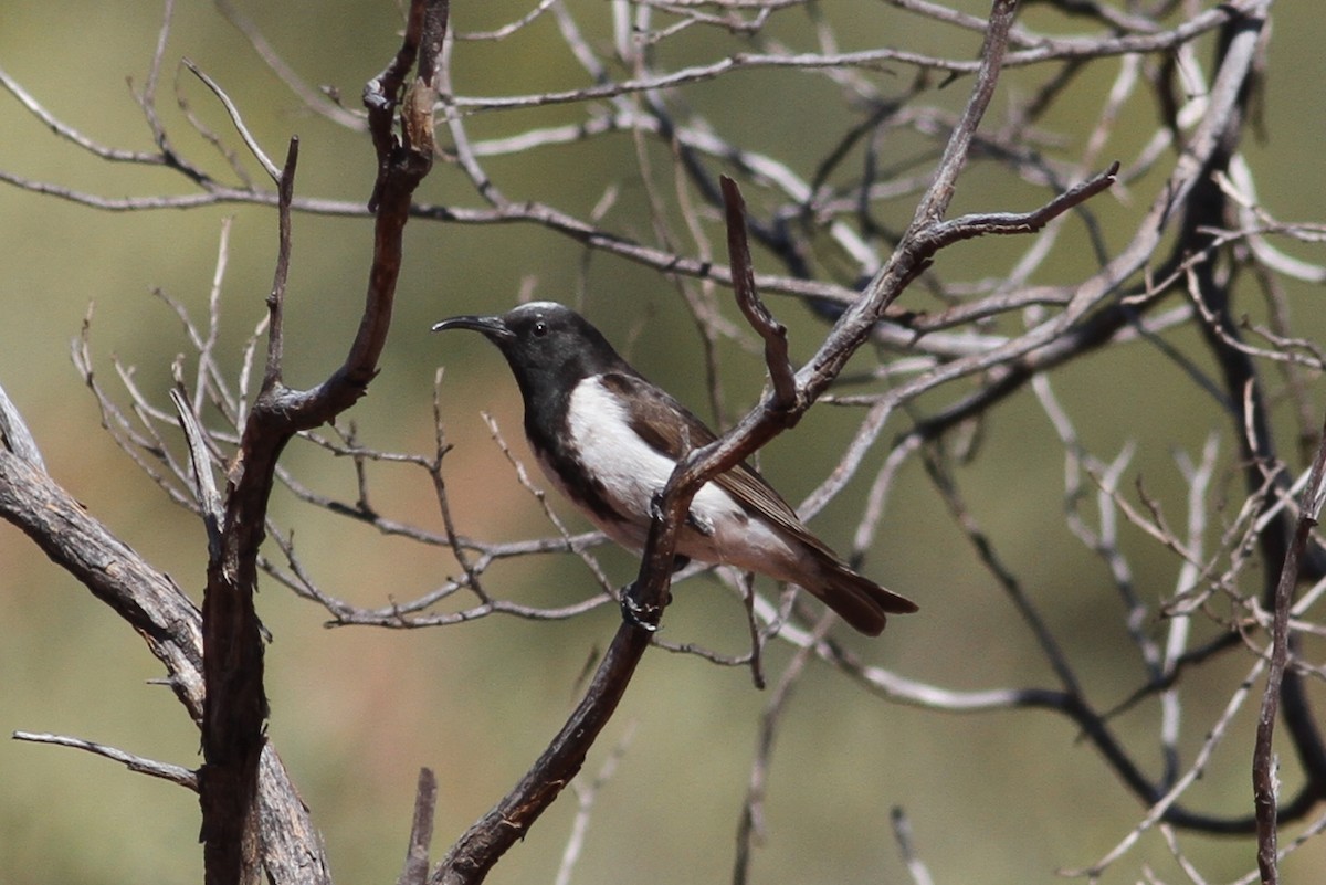 Black Honeyeater - ML64062101