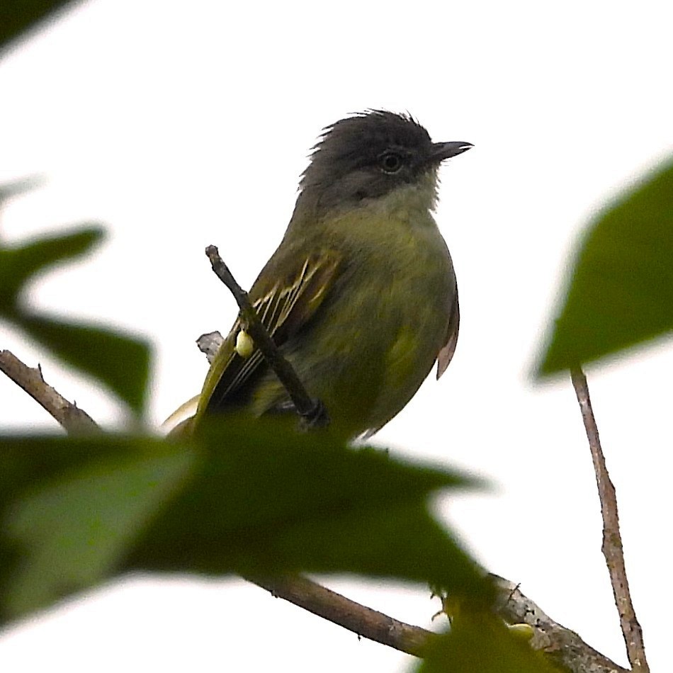 Guianan Tyrannulet - ML640621074