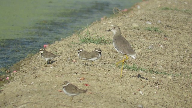 White-tailed Lapwing - ML640621077
