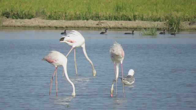 ヨーロッパフラミンゴ - ML640621102