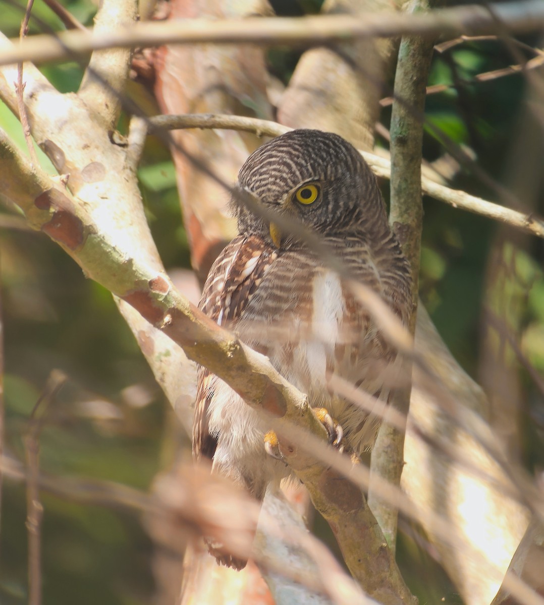 Asian Barred Owlet - ML640621149