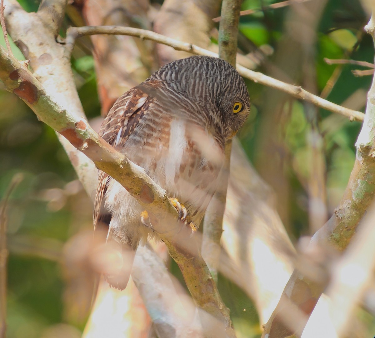 Asian Barred Owlet - ML640621150