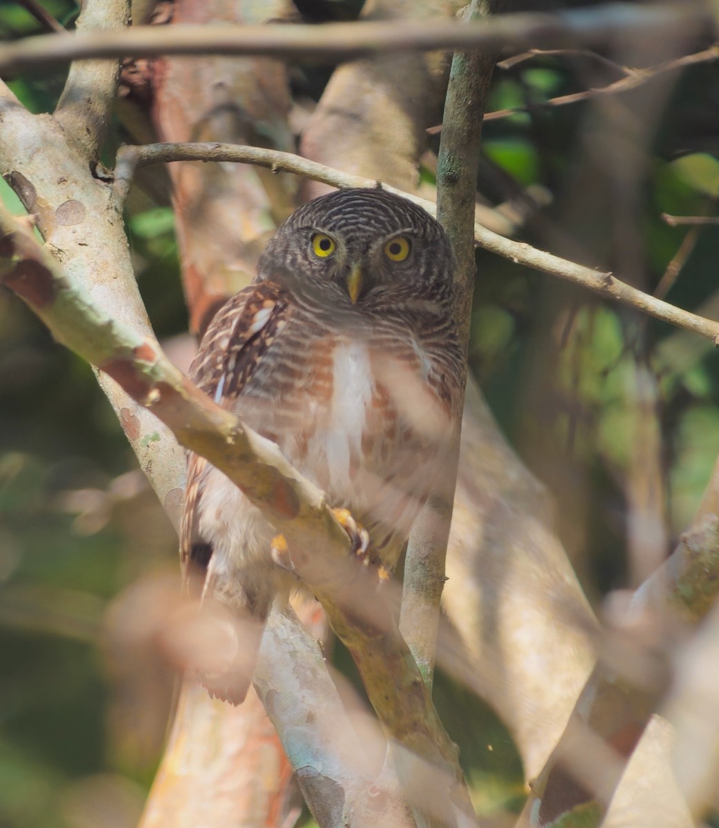 Asian Barred Owlet - ML640621151