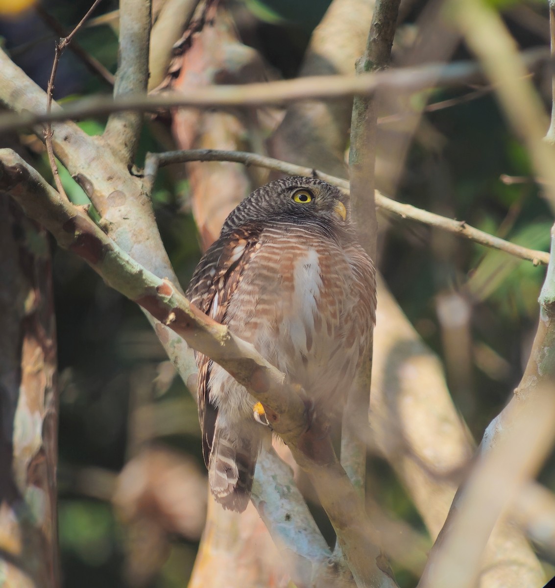 Asian Barred Owlet - ML640621152