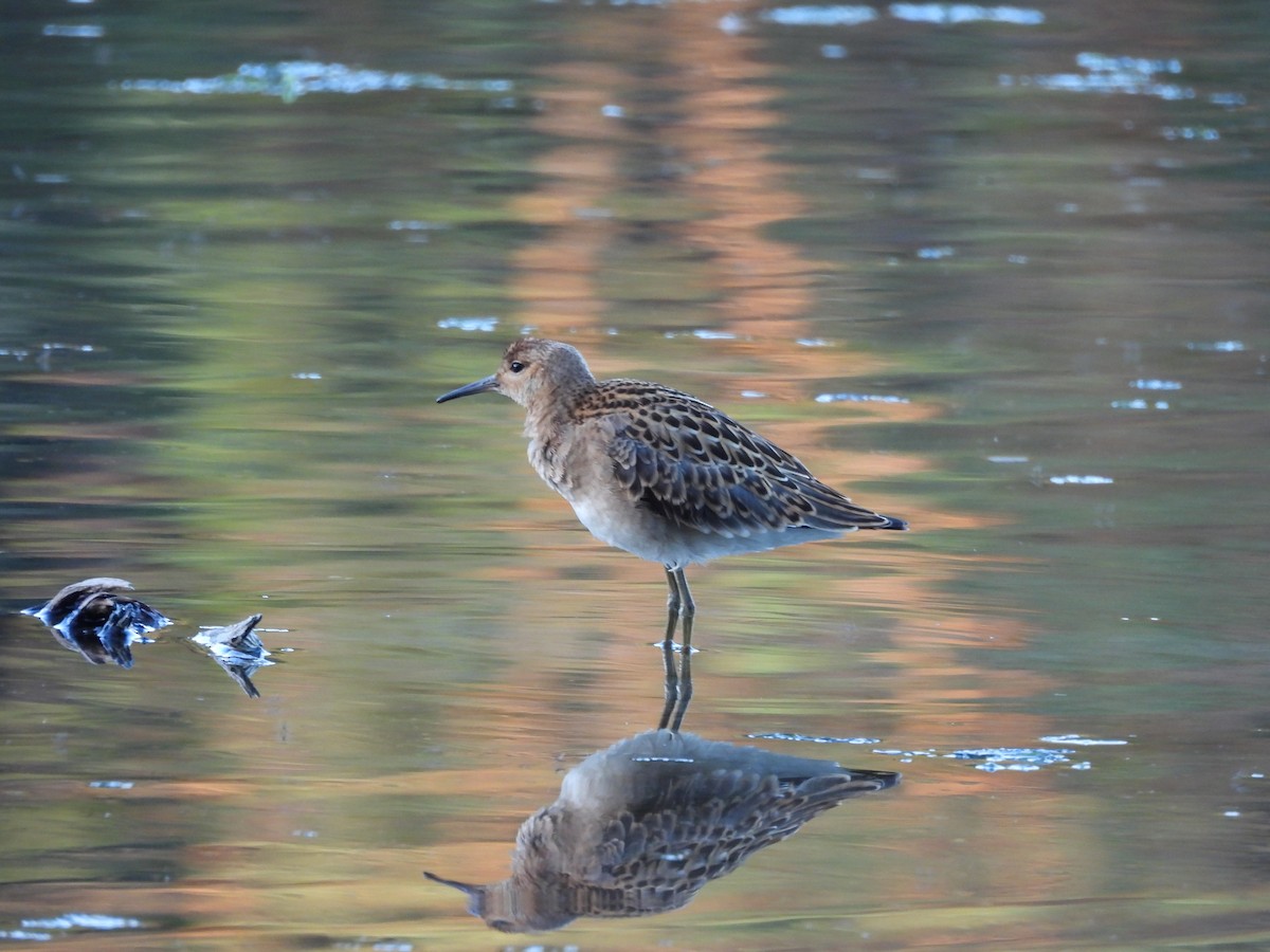 流蘇鷸 - ML640621156