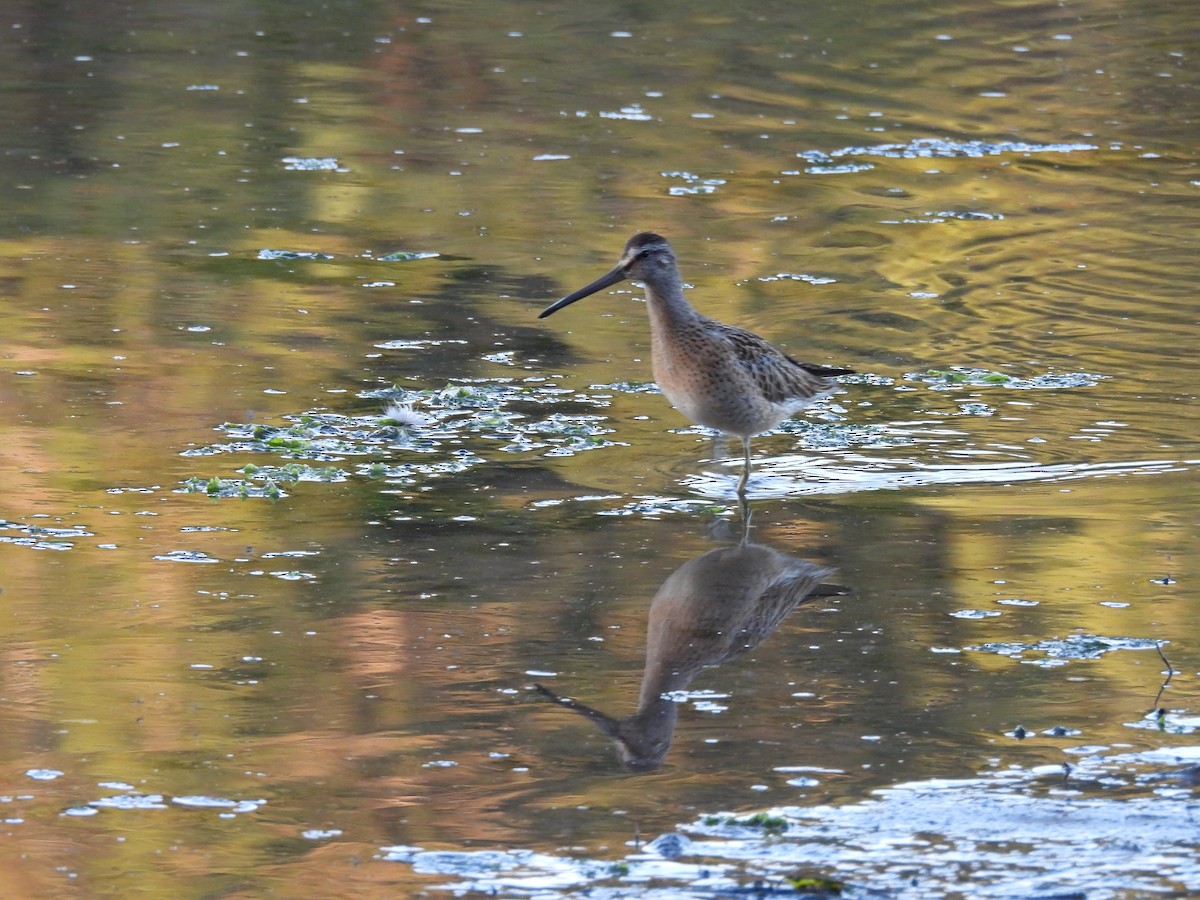 短嘴半蹼鷸 - ML640621164
