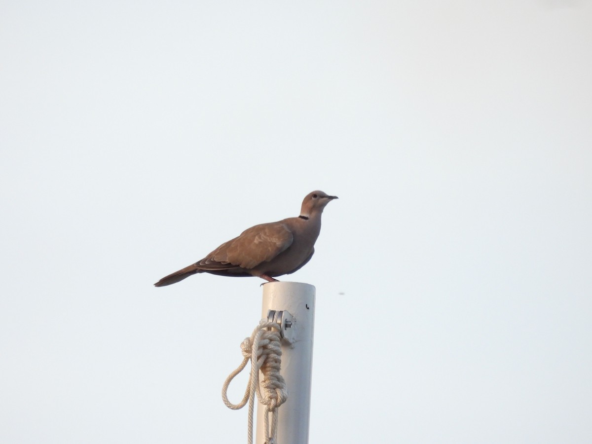 Columbidae sp. - ML640621177