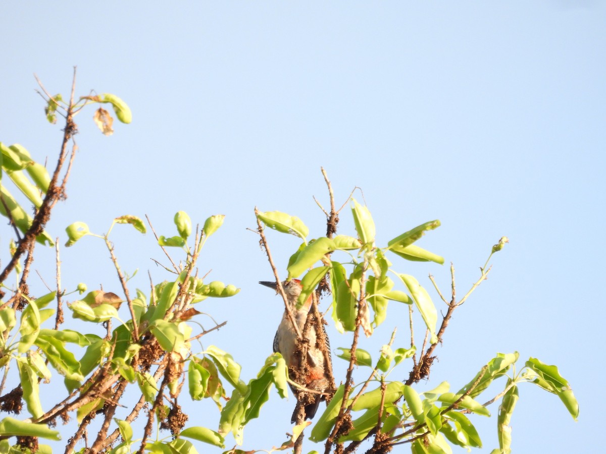 woodpecker sp. - ML640621194