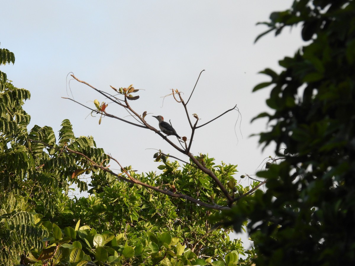 woodpecker sp. - ML640621195