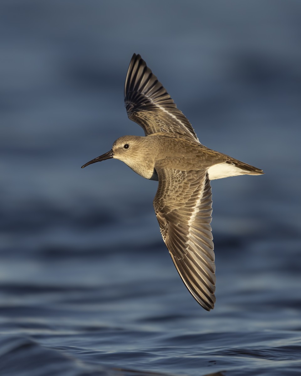 Dunlin - ML640621227