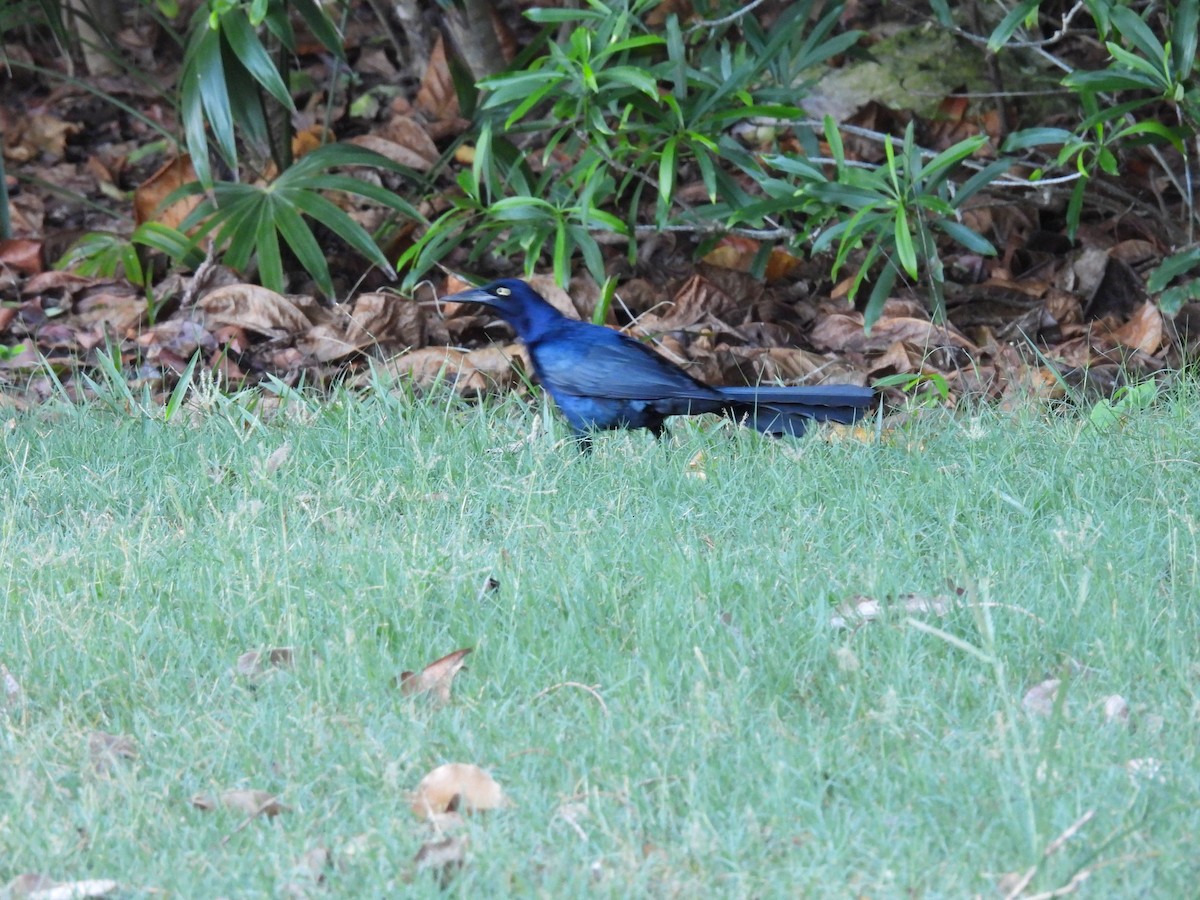 Бор шувууны багын тодорхойгүй зүйл - ML640621249