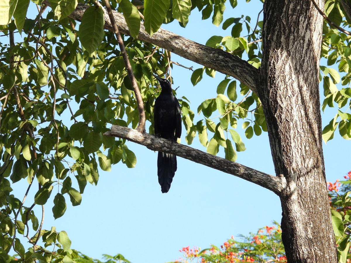 Бор шувууны багын тодорхойгүй зүйл - ML640621250