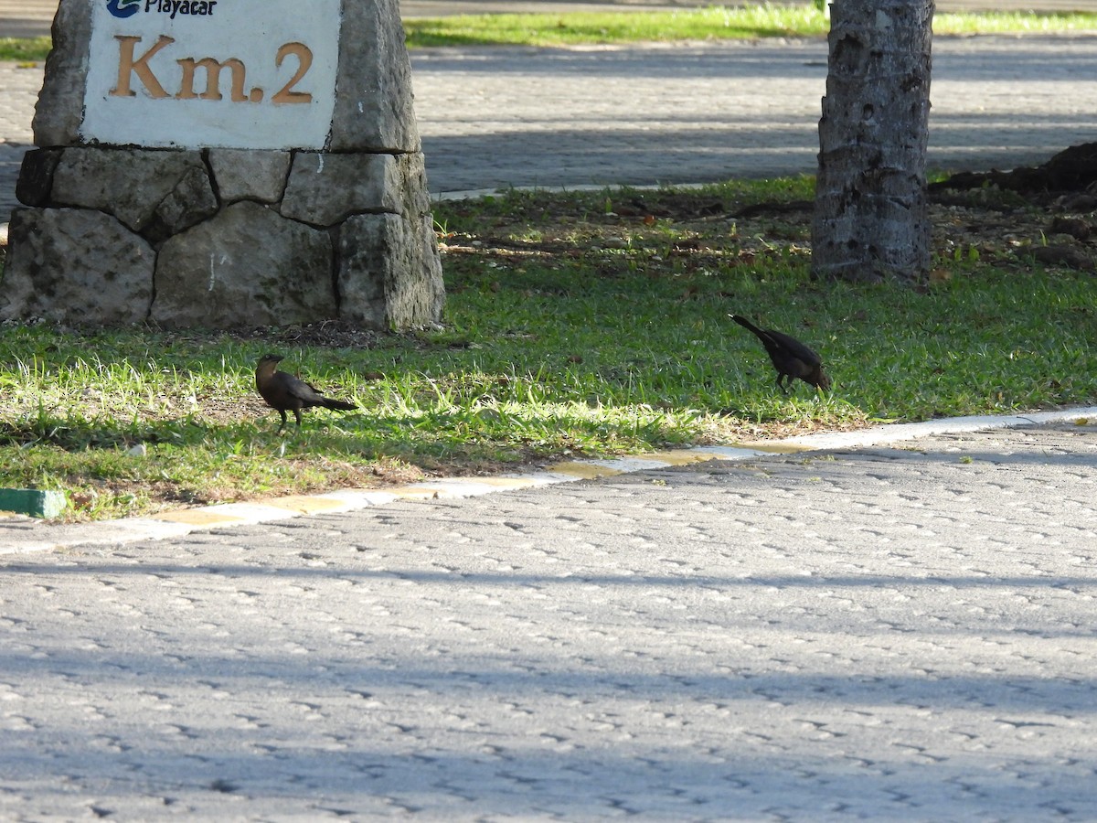 Бор шувууны багын тодорхойгүй зүйл - ML640621251