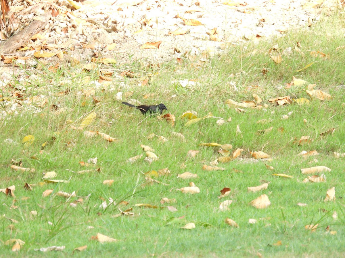 Бор шувууны багын тодорхойгүй зүйл - ML640621252