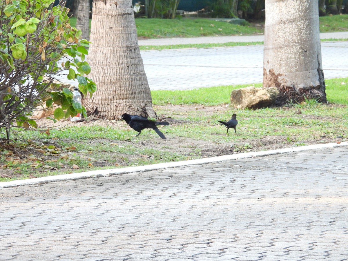 Бор шувууны багын тодорхойгүй зүйл - ML640621254