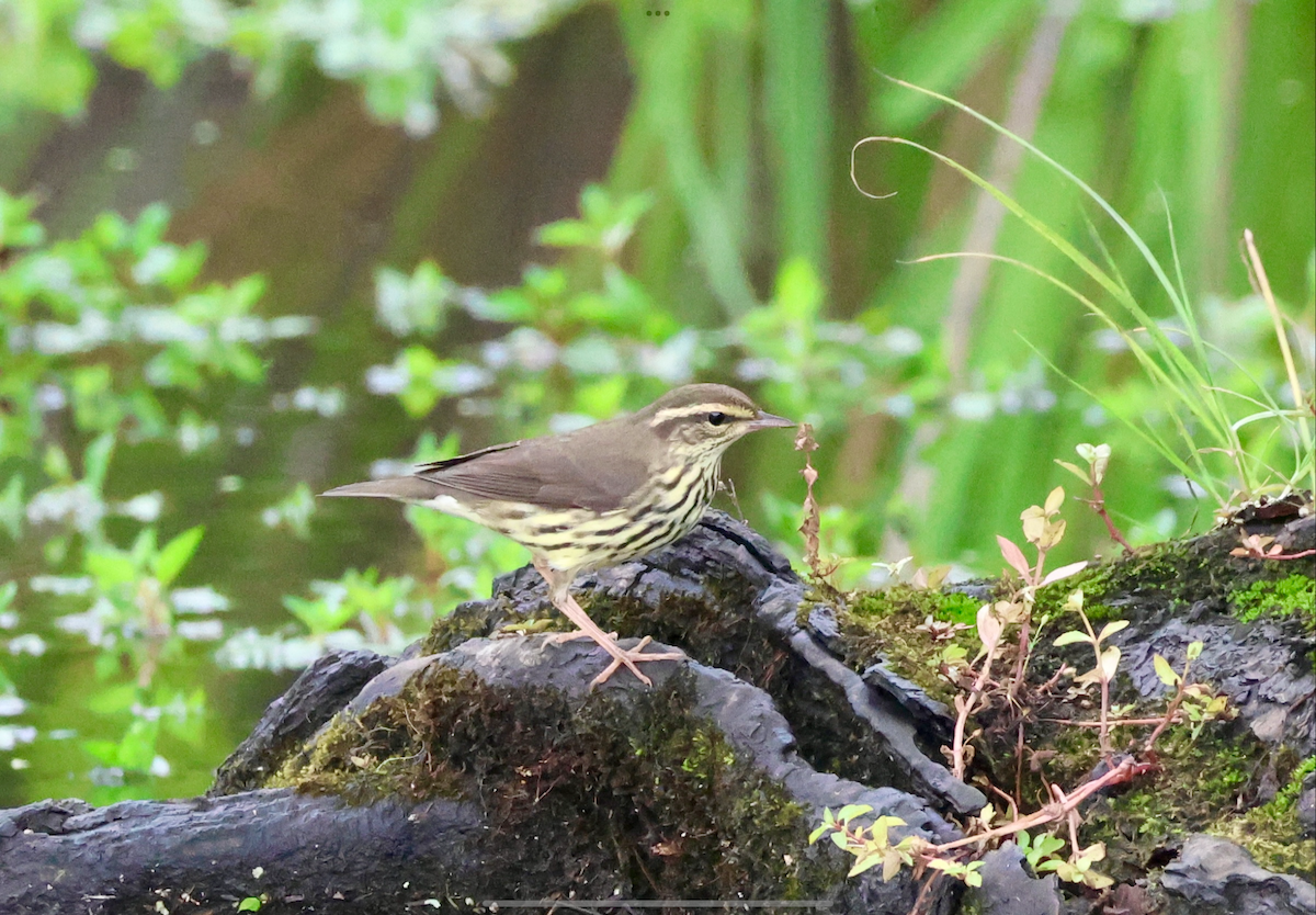 Louisiana/Northern Waterthrush - ML640621302