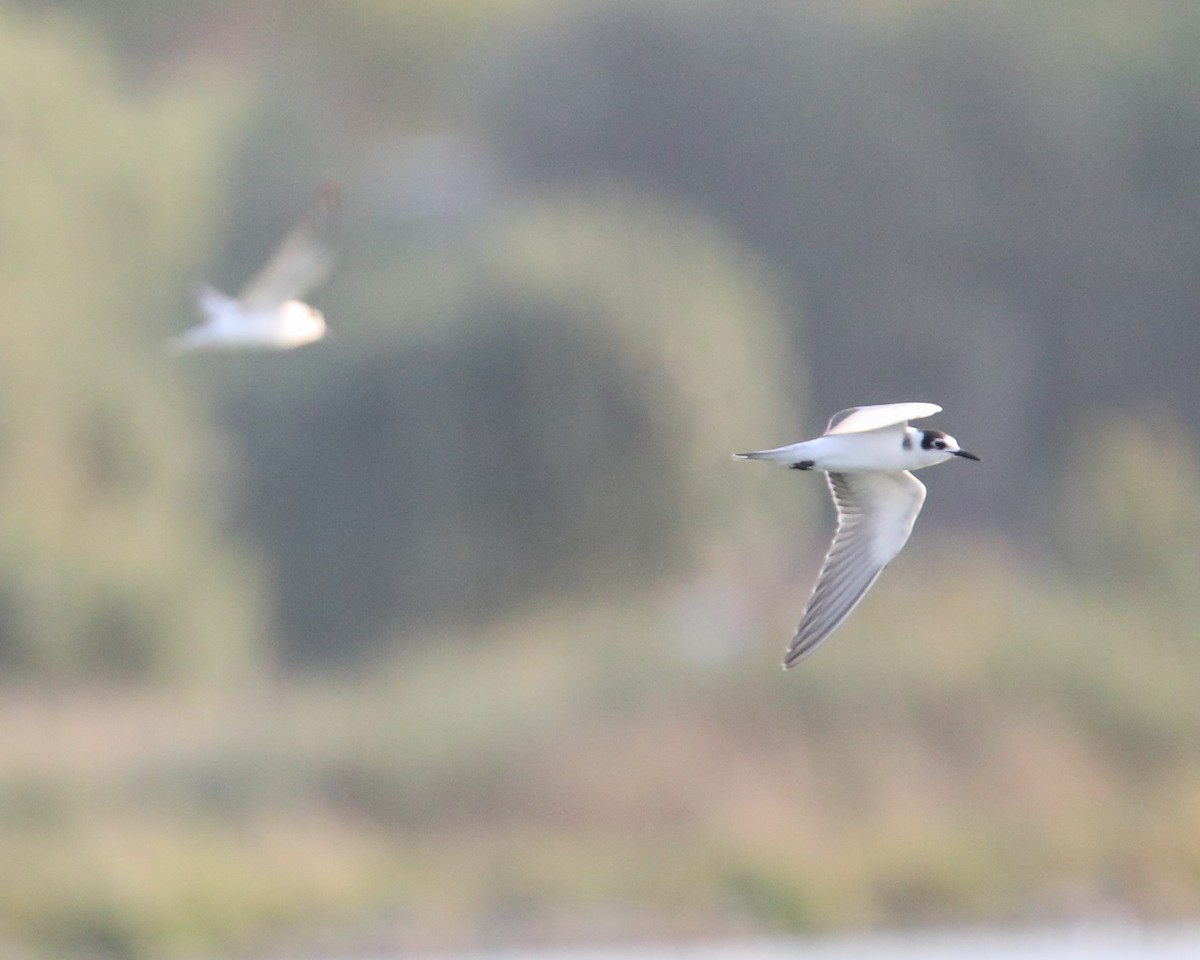 Black Tern - ML640621316