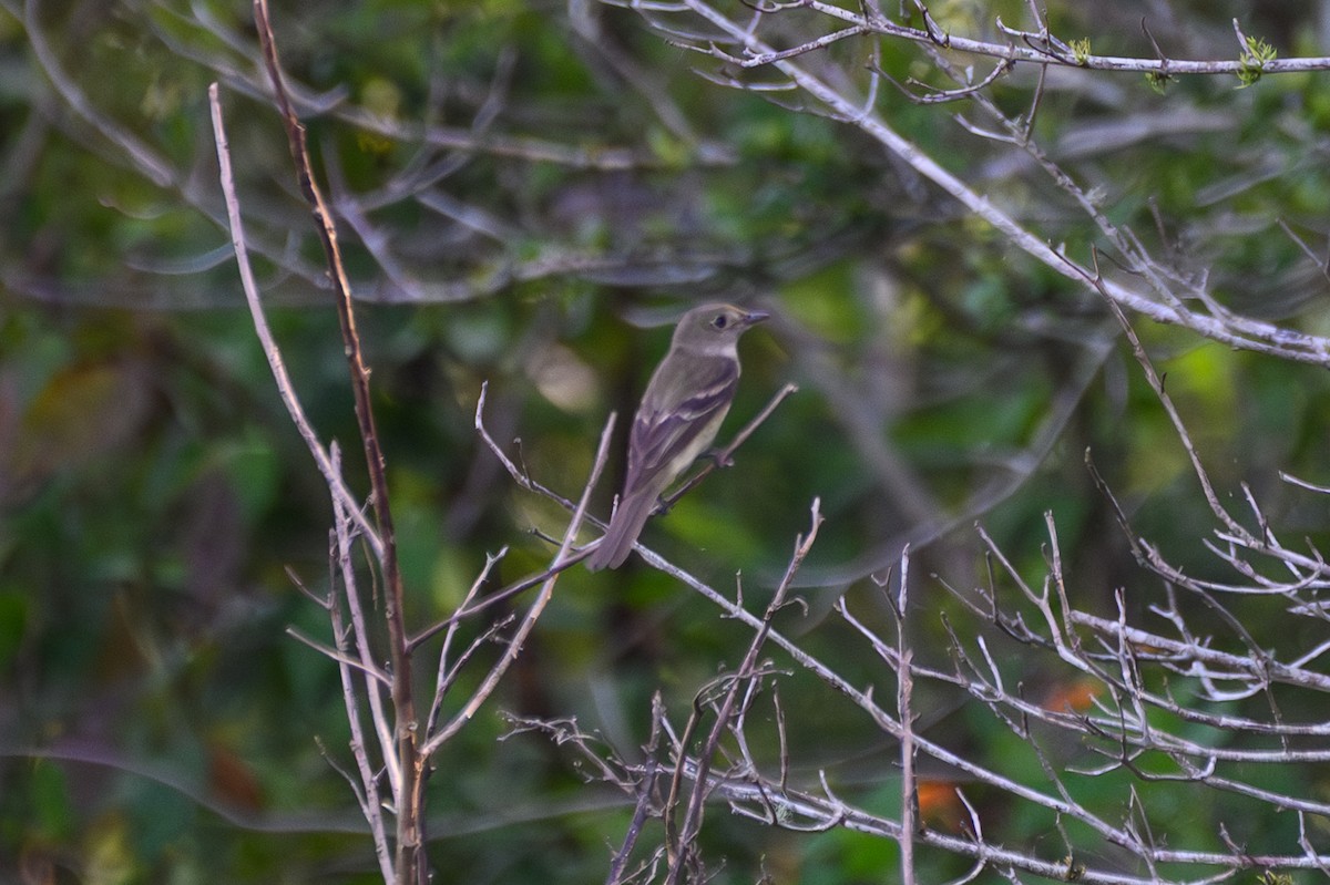 Піві-малюк вільховий/вербовий - ML640621539