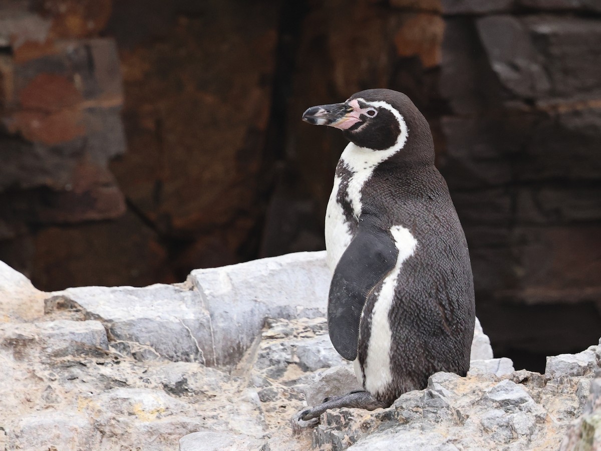 Humboldt Penguin - ML640621556