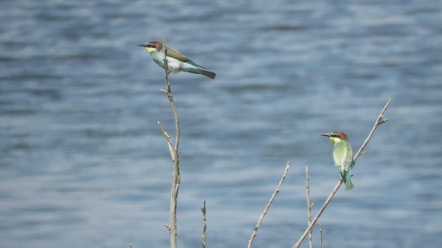 European Bee-eater - ML640621580