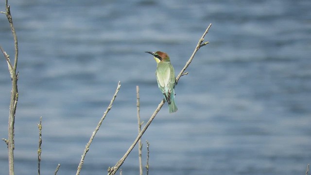 European Bee-eater - ML640621582