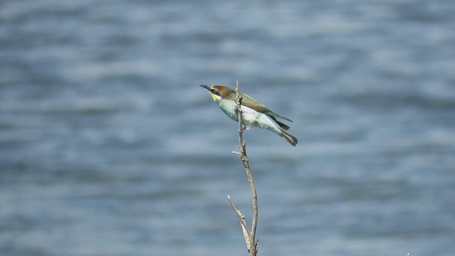 European Bee-eater - ML640621584