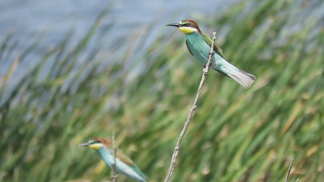 European Bee-eater - ML640621585