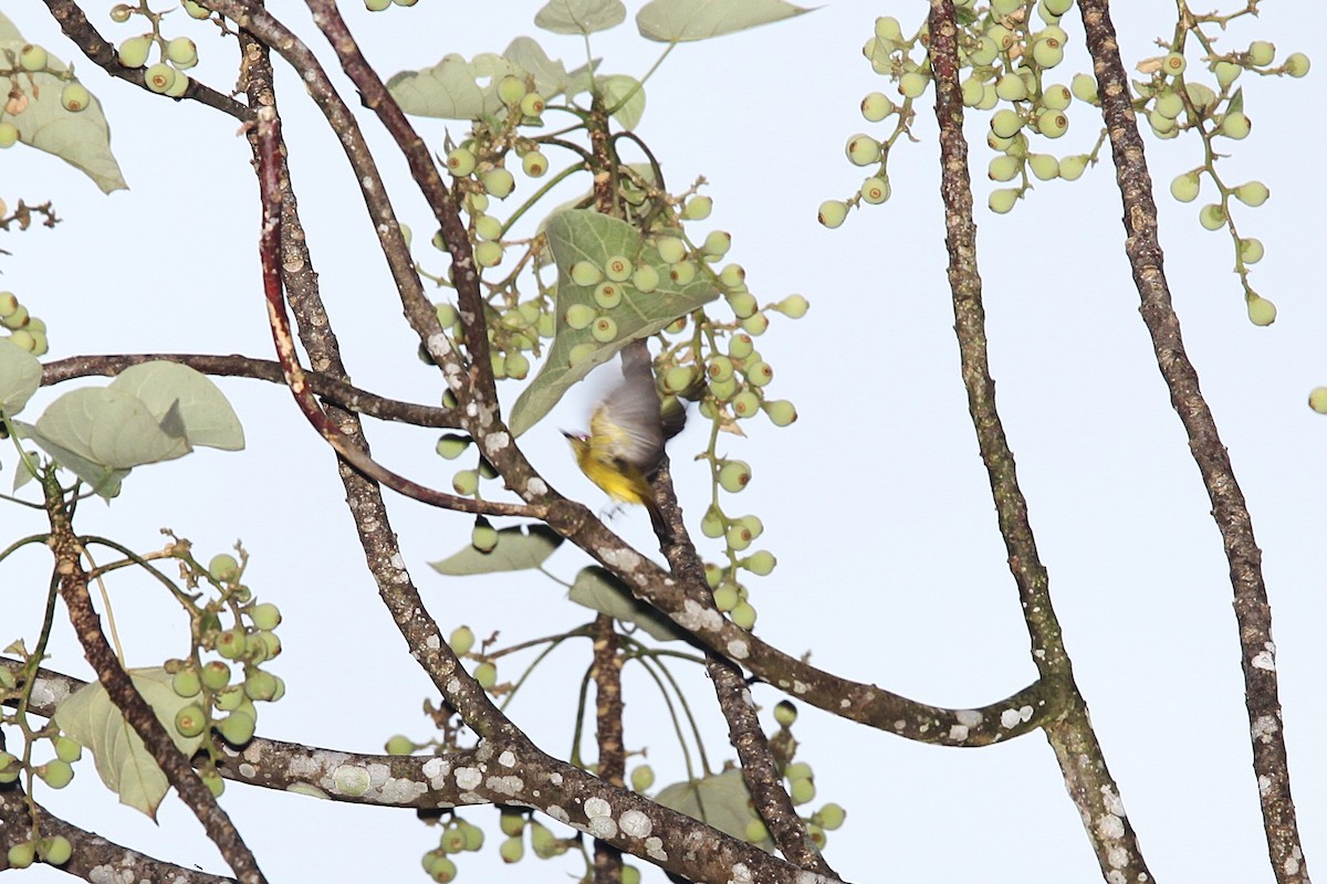 Lemon-bellied Flyrobin - ML640621591