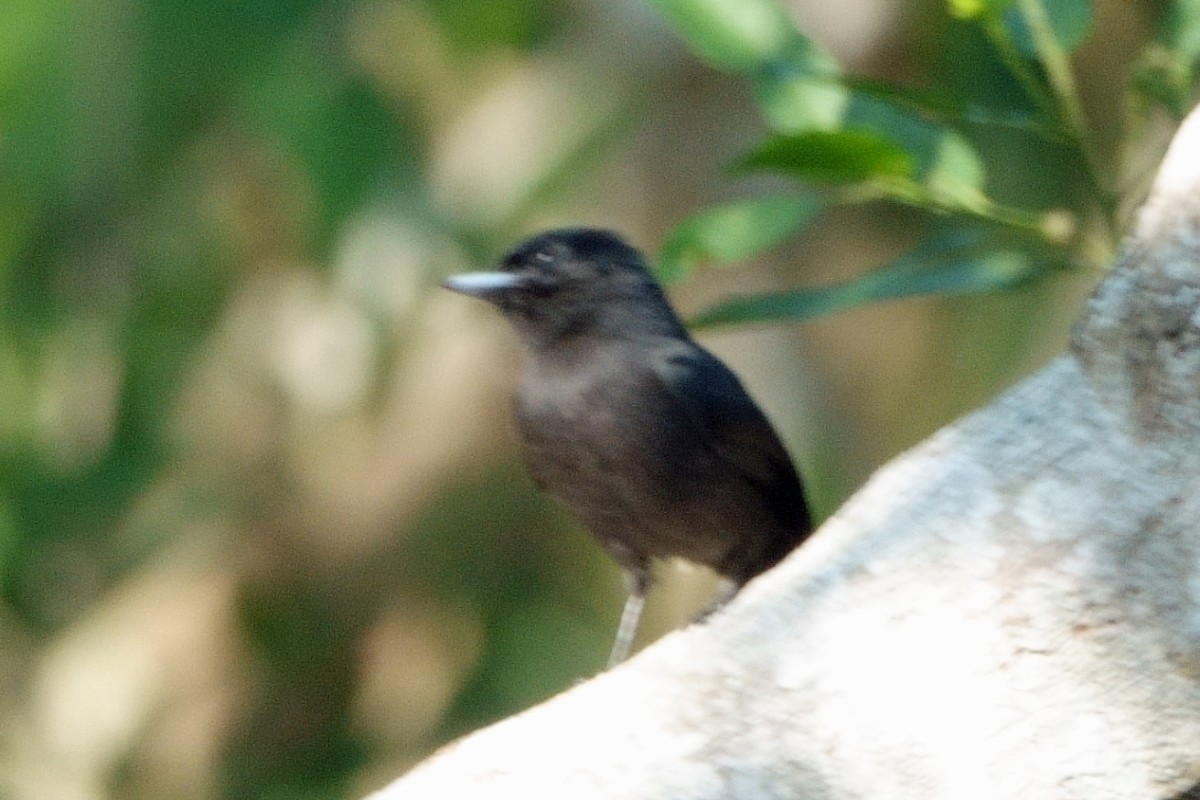 Riverside Tyrant - ML640621624