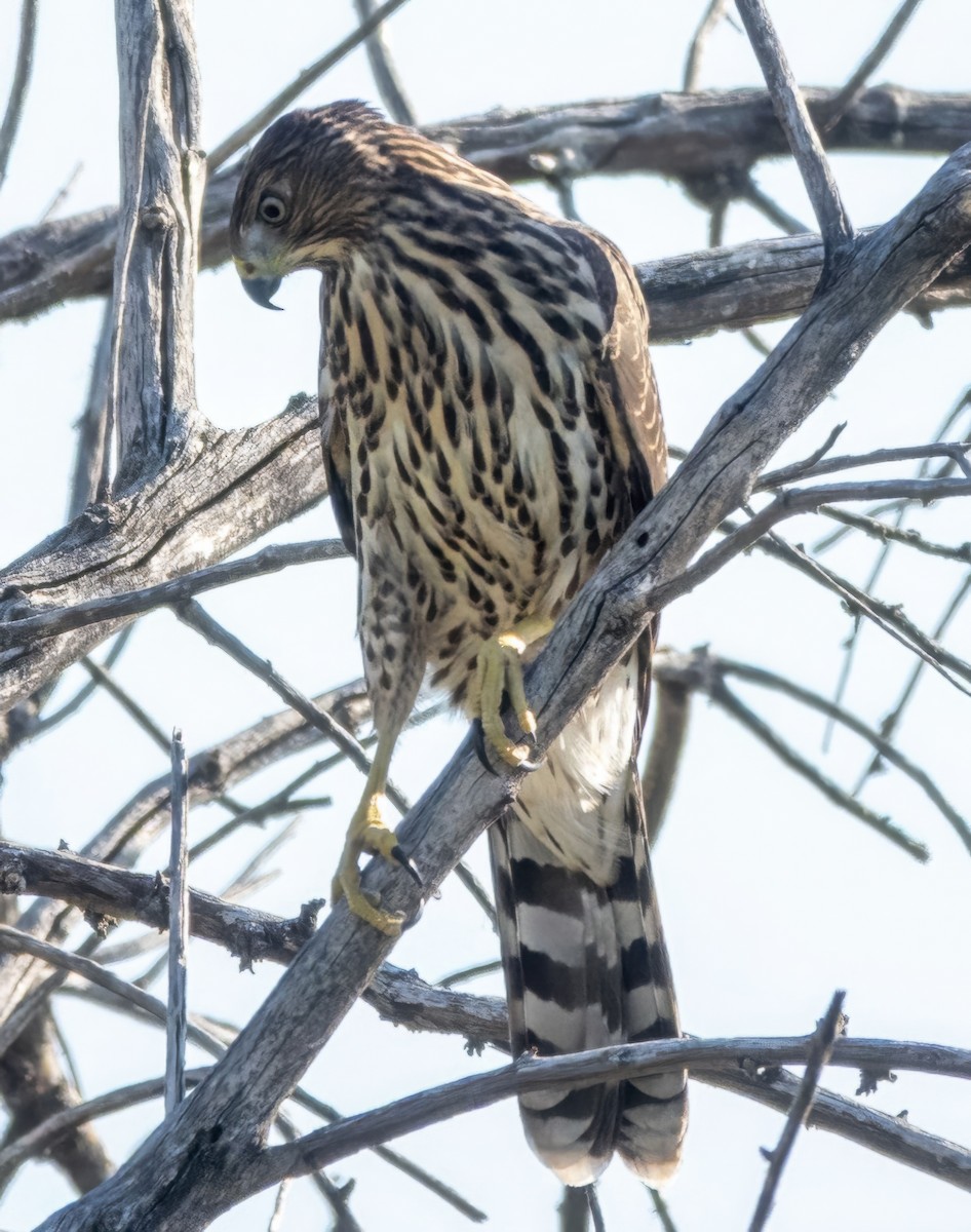 Cooper's Hawk - ML640621632
