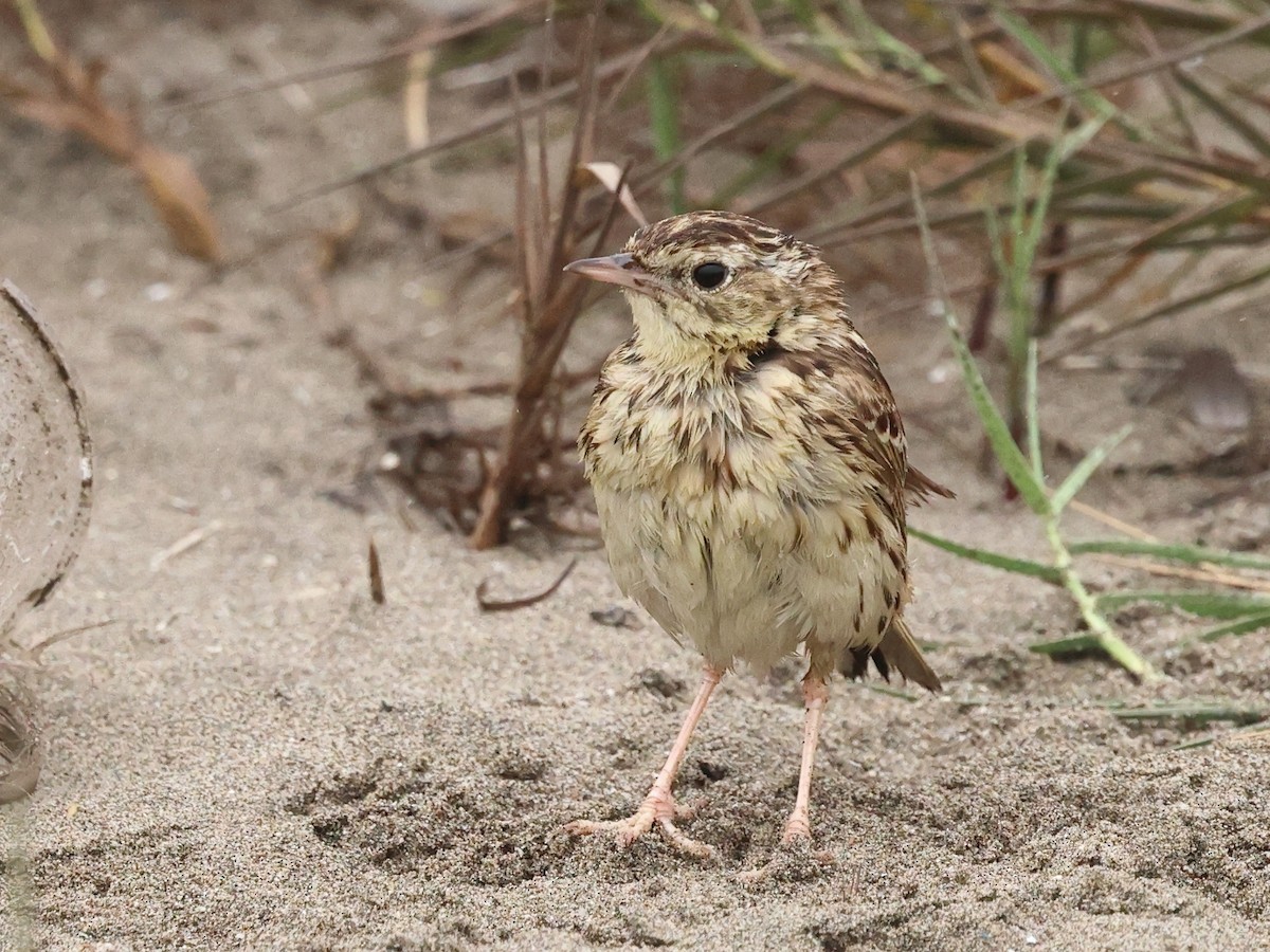Peruvian Pipit - ML640621708