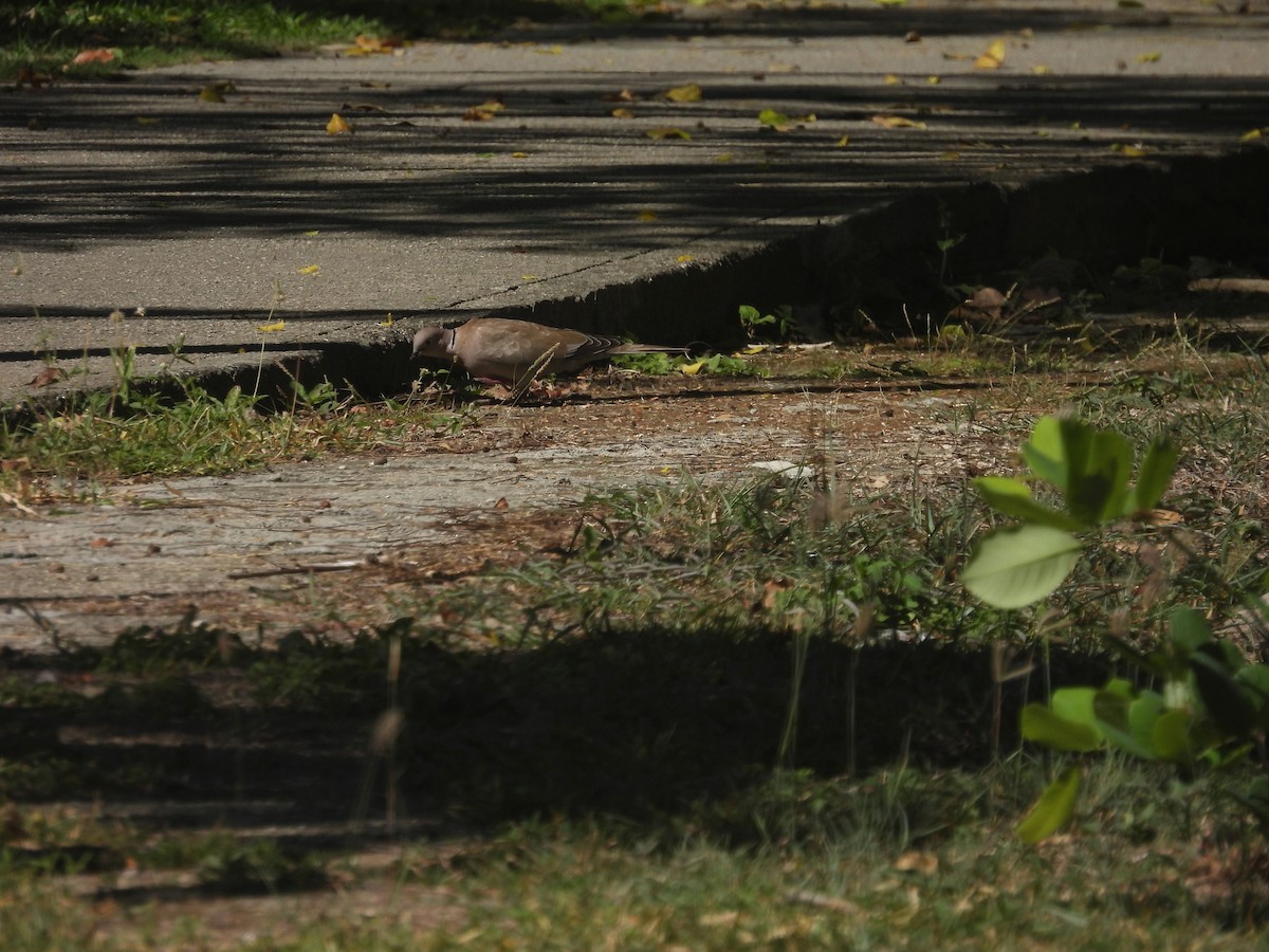 Columbidae sp. - ML640621712