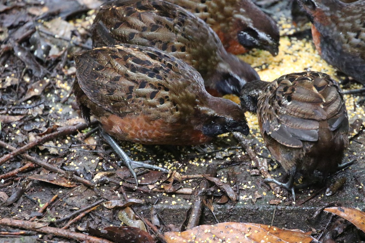 Rufous-breasted Wood-Quail - ML640621723