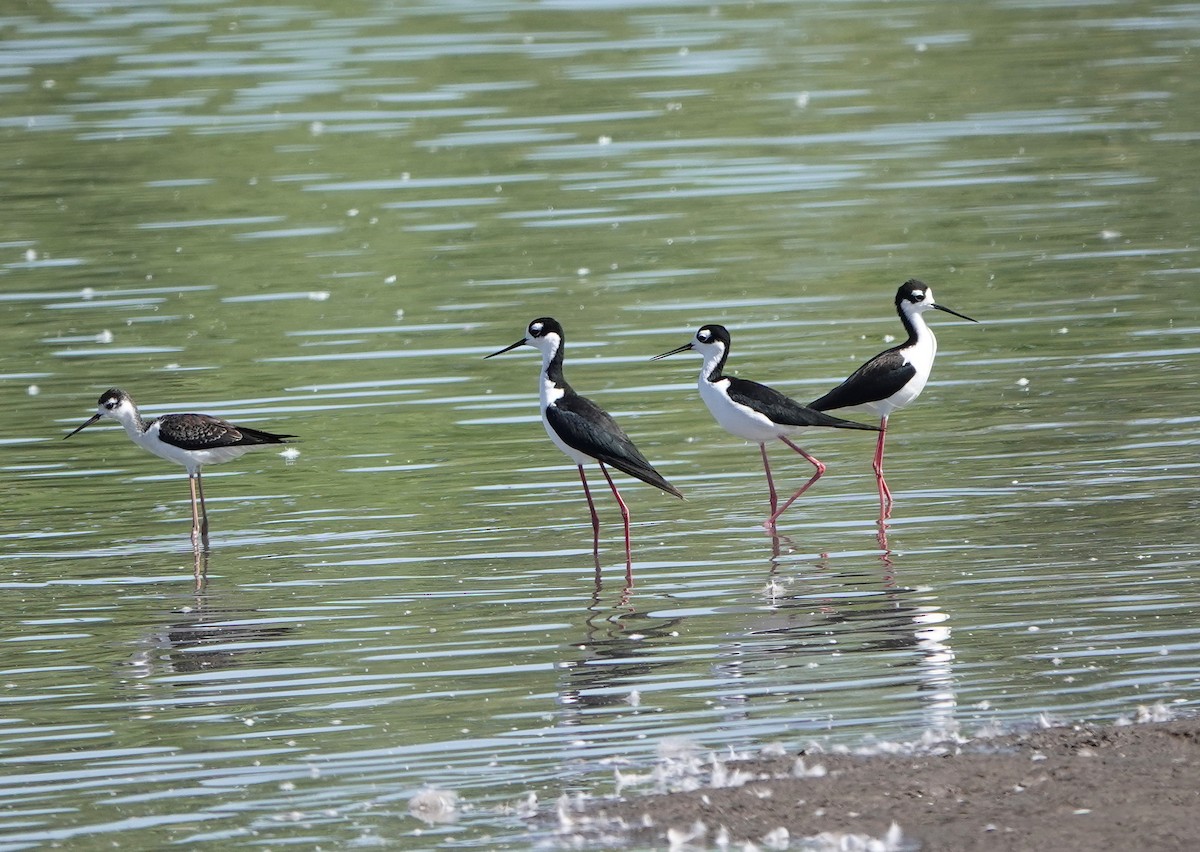 Black-necked Stilt - ML640621727