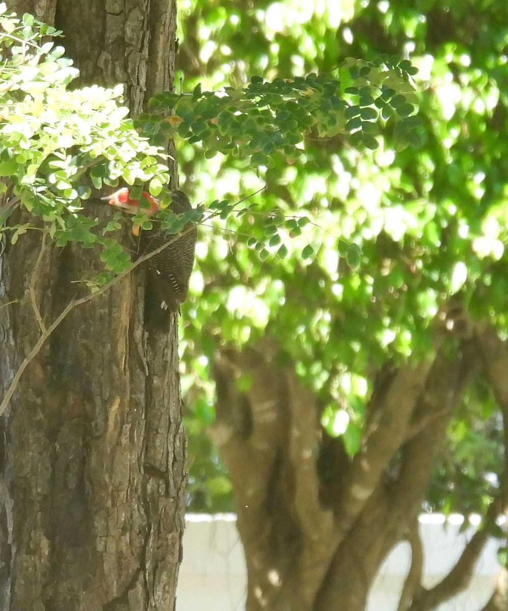 woodpecker sp. - ML640621728
