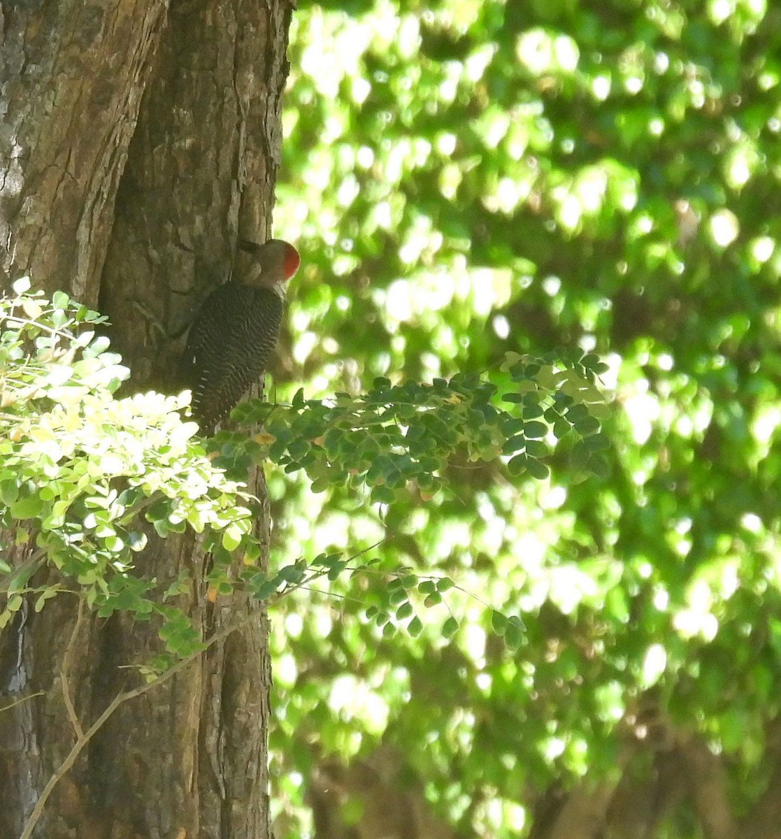 woodpecker sp. - ML640621729