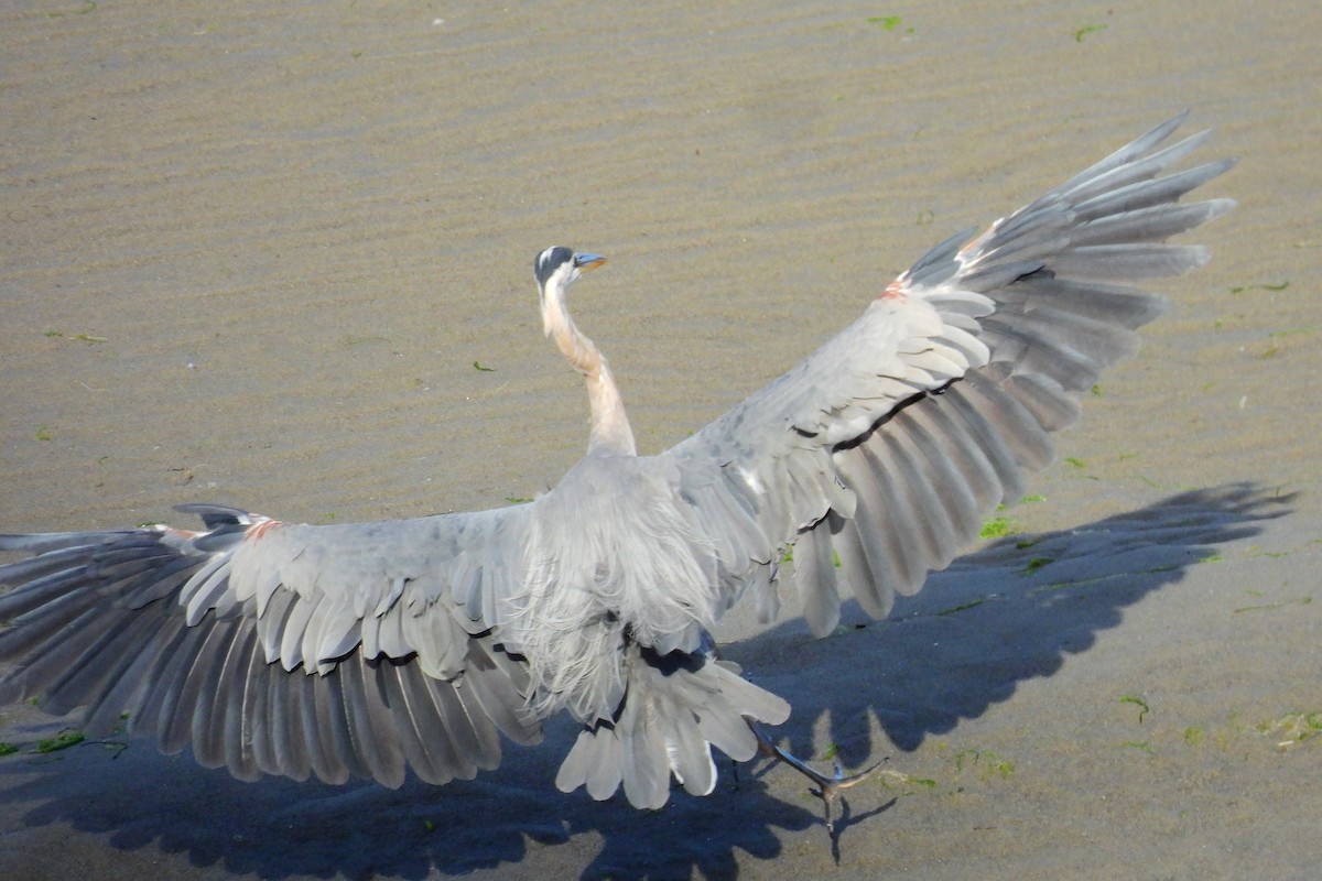 Great Blue Heron - ML640621779