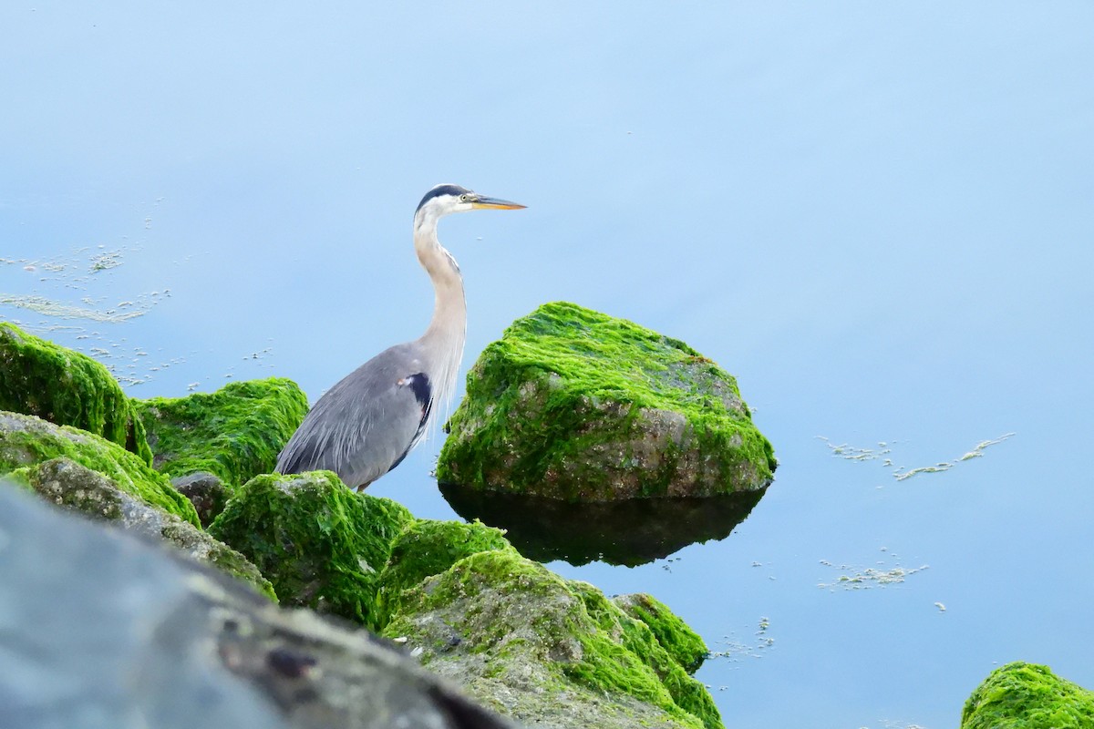 Great Blue Heron - ML640621780