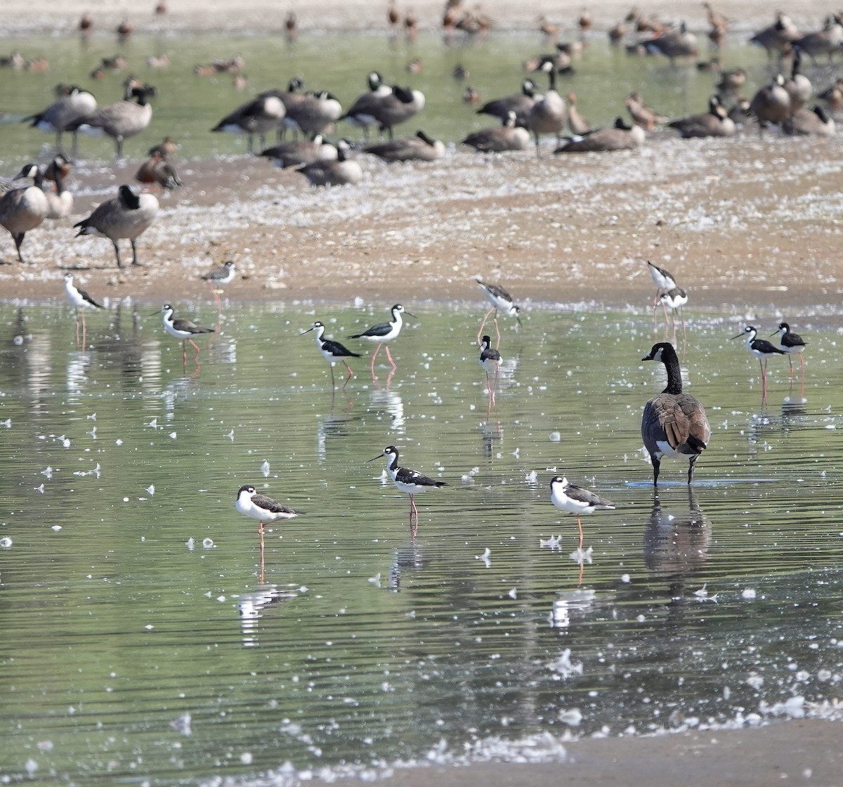 Black-necked Stilt - ML640621800
