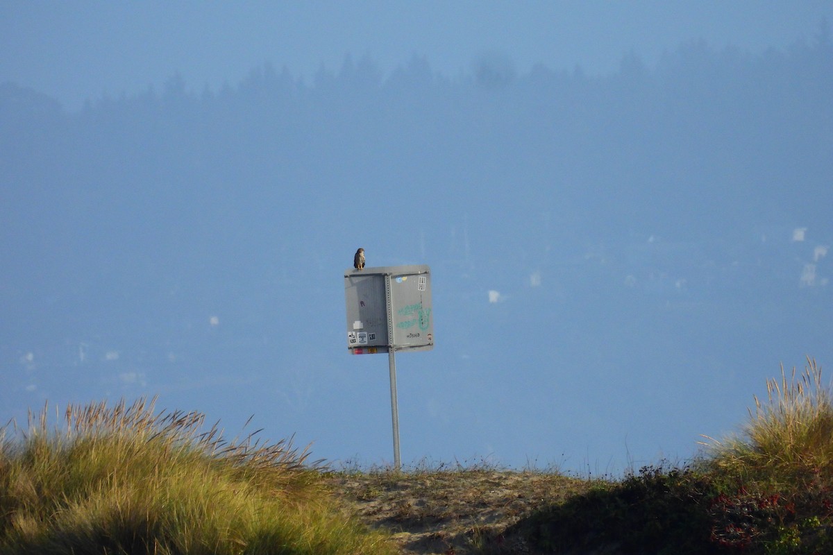 Cooper's Hawk - ML640621810