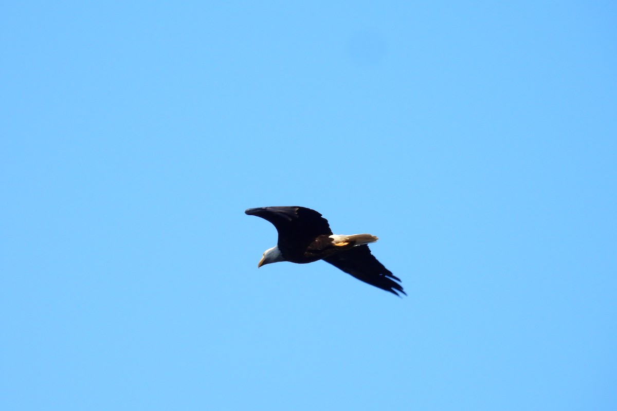 Bald Eagle - ML640621821