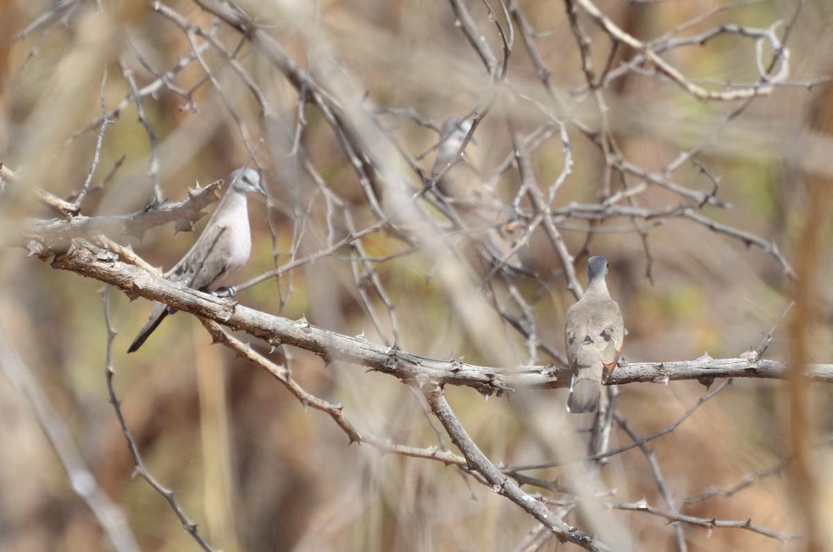 Black-billed Wood-Dove - ML640621836