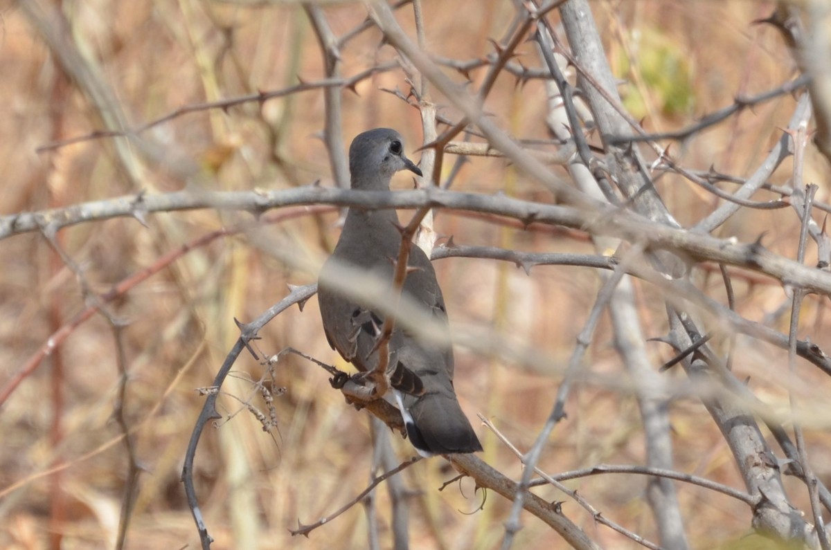 Black-billed Wood-Dove - ML640621837