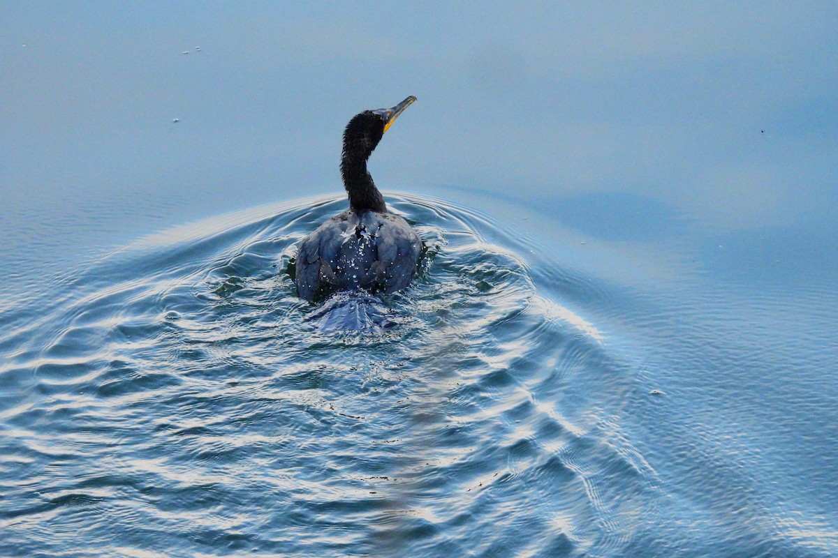 Double-crested Cormorant - ML640621861