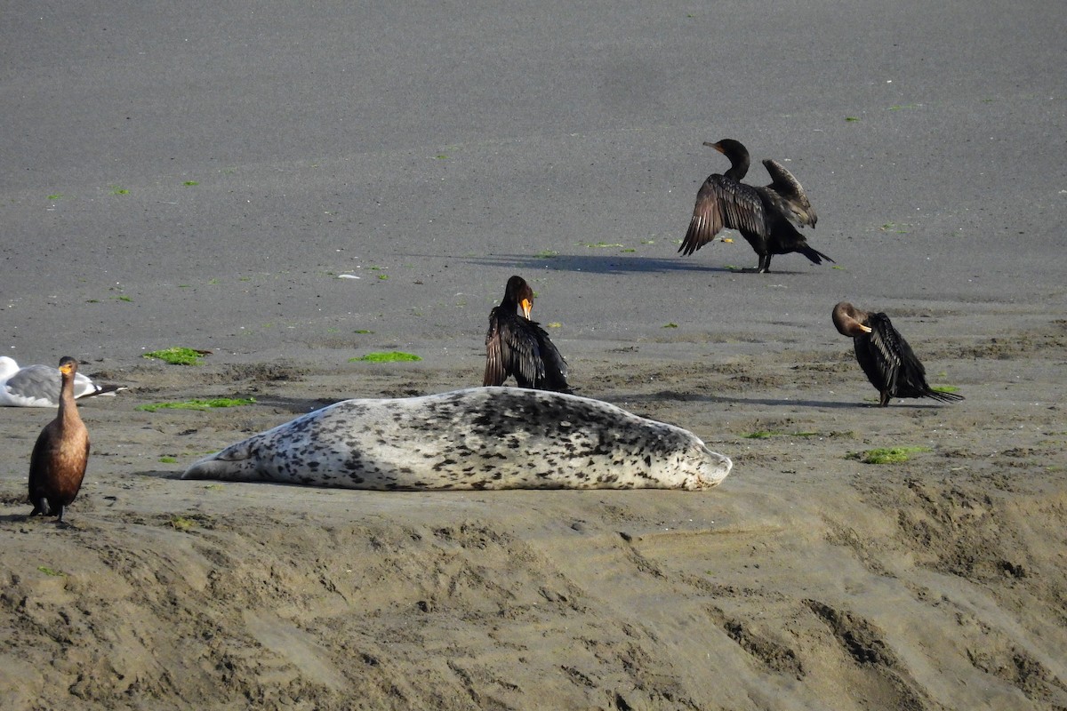 Double-crested Cormorant - ML640621862