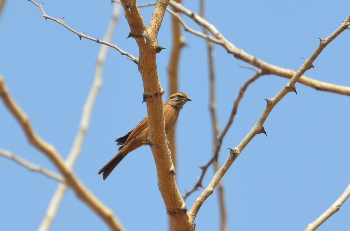 Gosling's Bunting - ML640621882